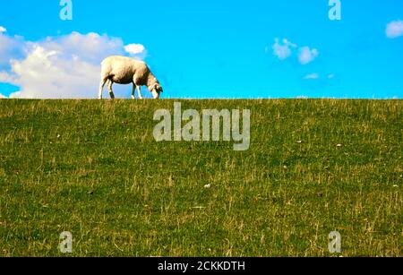 Moutons paissant sur le bord de la digue d'herbe devant un ciel bleu sur Sylt, Allemagne, gros plan Banque D'Images