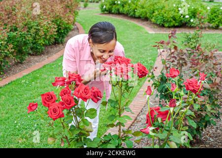 Newport News Virginia, Huntington Park, terrain public récréation Rose Garden, Black Woman femme odorant roses, visiteurs tourisme touristique historique vacances Banque D'Images