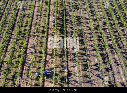 03 septembre 2020, Saxe-Anhalt, Höhnstedt: Les aides à la récolte cueillent des raisins de la variété 'Müller-Thurgau' sur un vignoble de la production fruitière Höhnstedt. La récolte des raisins de l'association des vignerons Freyburg-Unstrut an Saale et Unstrut est en cours. (Enregistrement avec un drone) photo: Jan Woitas/dpa-Zentralbild/ZB Banque D'Images