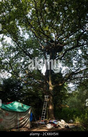 Denham, Royaume-Uni. 11 septembre 2020. Une maison d'arbres installée par des protecteurs d'arbres de la rébellion HS2 dans un chêne mature qui devrait être abattu dans le cadre de travaux reliés à la liaison ferroviaire haute vitesse HS2. Les militants anti-HS2 continuent d'essayer d'empêcher ou de retarder les travaux sur la liaison ferroviaire à grande vitesse HS2 controversée de 106 milliards de livres provenant d'une série de camps de protection basés le long de la route de la ligne entre Londres et Birmingham. Crédit : Mark Kerrison/Alamy Live News Banque D'Images