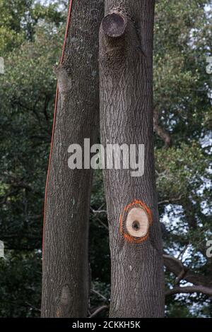 Denham Green, Royaume-Uni. 11 septembre 2020. Arbres matures marqués d'une peinture orange sur un site où l'abattage des arbres est en cours pour la liaison ferroviaire à grande vitesse HS2. Des milliers d'arbres ont déjà été abattus pour le projet HS2 dans la vallée de Colne et l'abattage d'arbres a lieu actuellement à Denham Green, Denham et Harefield. Crédit : Mark Kerrison/Alamy Live News Banque D'Images