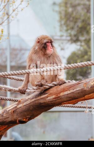Launceston City Park Monkey Enclosure Tasmanie Australie Banque D'Images