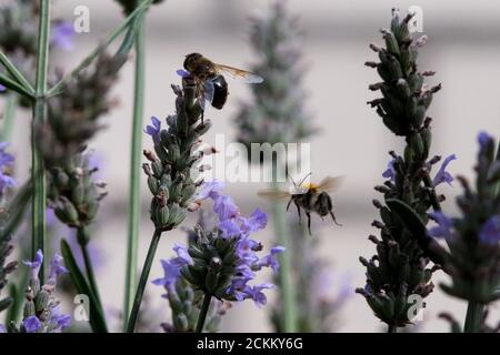 Brunswick, Allemagne. 02 août 2020. Une abeille noire (APIS mellifera mellifera) est à la recherche de nourriture sur une fleur de lavande (Lavandula angustifolia) tandis qu'une abeille bourdonneuse (Bombus) approche. Selon l'Association allemande pour la conservation de l'environnement et de la nature (NABU), la seule abeille indigène était presque complètement déplacée au milieu des années 1930 après l'introduction de milliers de reines de la Carinthie autrichienne (APIS mellifera carnica). Credit: Stefan Jaitner/dpa/Alay Live News Banque D'Images