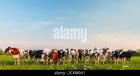 Panorama des curieux vaches laitières hollandaises de suite Banque D'Images