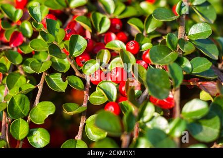 Grappes de baies rouges d'une Cotoneaster horizontalis Decne. Illuminées par la lumière douce du soleil du soir, fond d'automne Banque D'Images