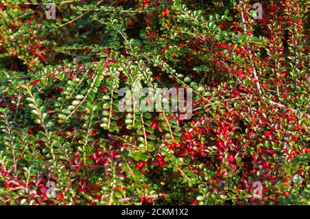 Grappes de baies rouges d'une Cotoneaster horizontalis Decne. Illuminées par la lumière douce du soleil du soir, fond d'automne Banque D'Images