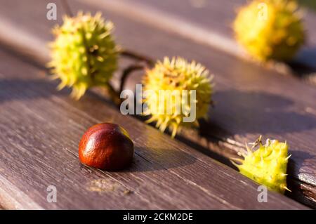 châtaignier de cheval buckeye sur une surface en bois, en automne, gros plan Banque D'Images