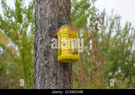 Birdhouse jaune d'une bouteille en plastique sur un arbre contre le fond des arbres d'automne Banque D'Images