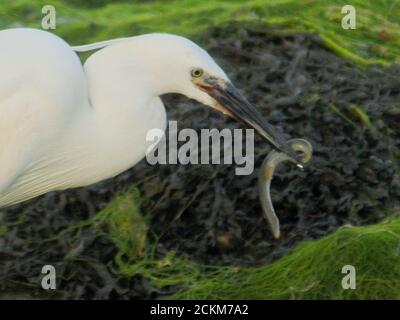 PÊCHE À L'AIGRETTE Banque D'Images