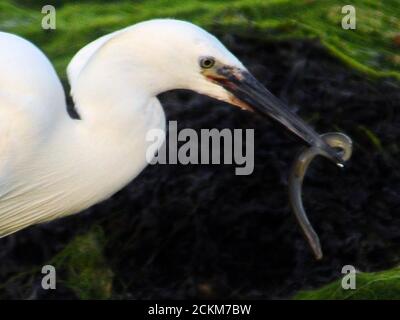 PÊCHE À L'AIGRETTE Banque D'Images