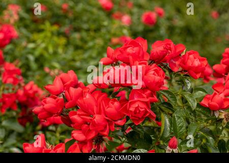 Tapis Rosa Flower « Scarlet » Banque D'Images