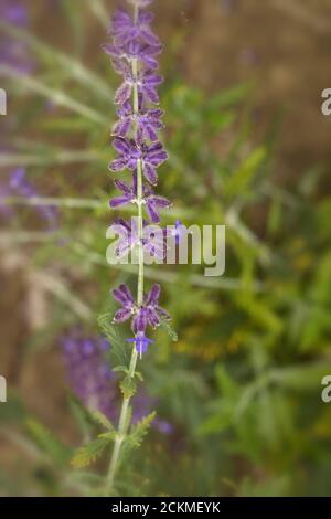 Fleurs de Perovskia 'Blue Spire' Banque D'Images