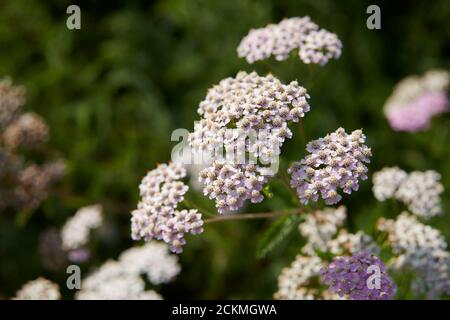 Noble yarrow (Achillea nobilis) Banque D'Images