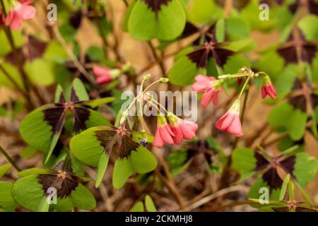 Oxalis Tetraphylla feuillage et fleurs en gros plan Banque D'Images