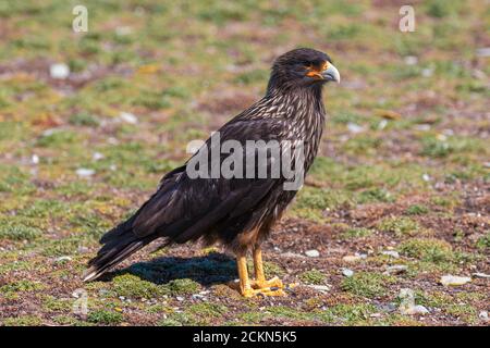 Caracara debout Banque D'Images