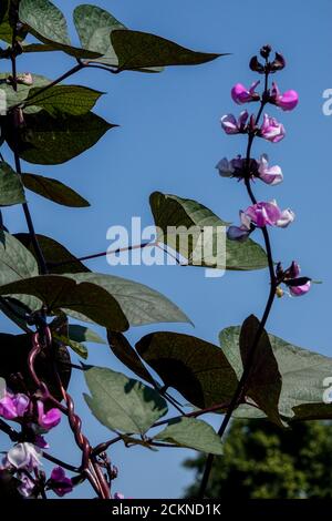 Lanbab purpurpureus haricot violet Dolichos labab Banque D'Images