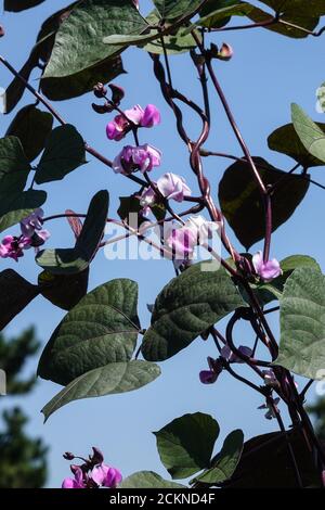 Légumes grimpants Lablab purpurpureus calaque de jacinthe violette Dolichos labab Banque D'Images