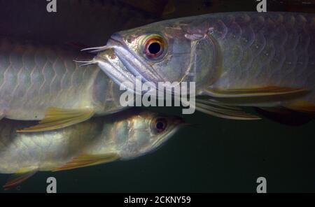 Asiatiques arowana, Scleropages formosus Banque D'Images