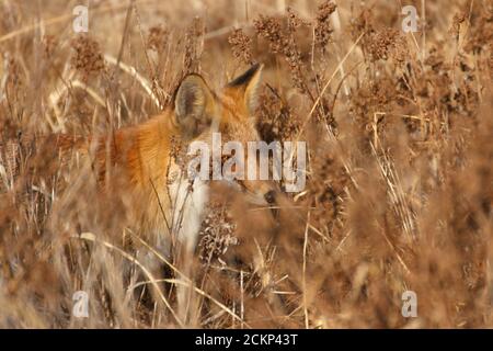 Le renard chasse dans le champ parmi des épaississants denses d'herbe sèche. Banque D'Images