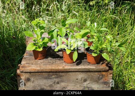 Plantes vertes à vendre sur un stand en bois à l'extérieur en été soleil Banque D'Images
