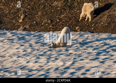 Le jeune mâle de Mountain Goat, Oreamnos americanus, joue seul sur un champ de neige tandis qu'un adulte adulte mûr tombe à proximité, sur Heliotrope Ridge, sous le mont Ba Banque D'Images