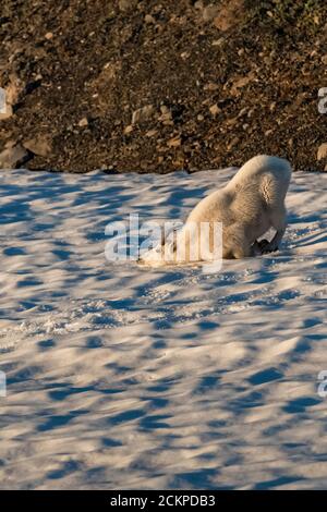 Le jeune mâle de Mountain Goat, Oreamnos americanus, joue seul sur un champ de neige tandis qu'un adulte adulte mûr tombe à proximité, sur Heliotrope Ridge, sous le mont Ba Banque D'Images