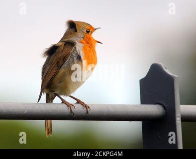 CHANT ROBIN Banque D'Images