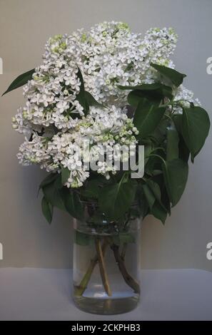 Un bouquet de lilas blanc dans la banque est en gros plan. Banque D'Images