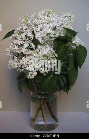 Un bouquet de lilas blanc dans la banque est en gros plan. Banque D'Images