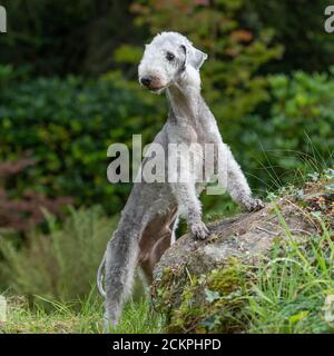 Bedlington terrier Banque D'Images