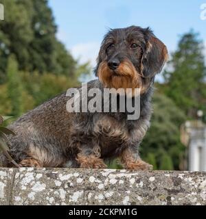Chien teckel poil dur miniature Banque D'Images