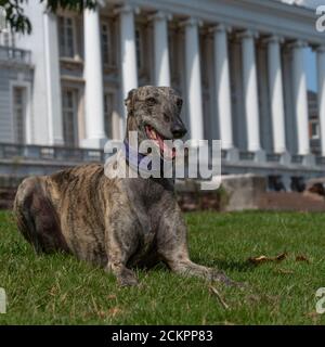 sauvetage galgo greyhound Banque D'Images