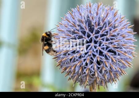 Bumble abeille couverte de pollen sur une fleur d'allium. Banque D'Images