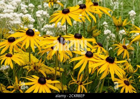 Rudbeckia fulgida Goldsturm Rudbeckia Goldsturm fleurs herbacées jaunes Banque D'Images