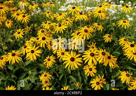 Rudbeckia fulgida Goldsturm Rudbeckia goldsturm jardin d'été à l'œil noir de Susan Banque D'Images