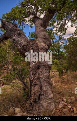 Chêne blanc d'Arizona, (Quercus arizonica), montagnes de Santa Rita, Arizona, États-Unis. Banque D'Images