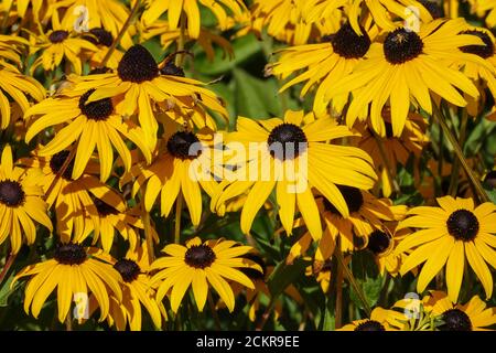 Rudbeckia fulgida Goldsturm Rudbeckia goldsturm Susan jaune fleurs d'août, rudbeckias jaune Banque D'Images