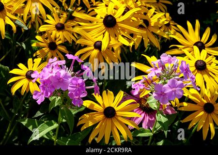 Rudbeckia fulgida Goldsturm Rudbeckia goldsturm Susan Pink Phlox Banque D'Images