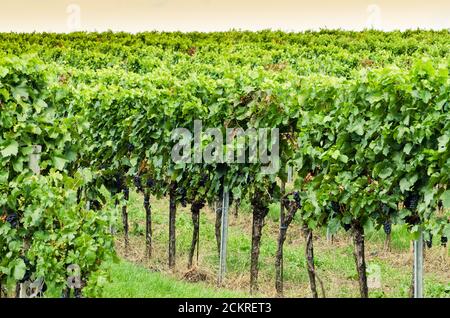 vue sur le vignoble en campagne Banque D'Images