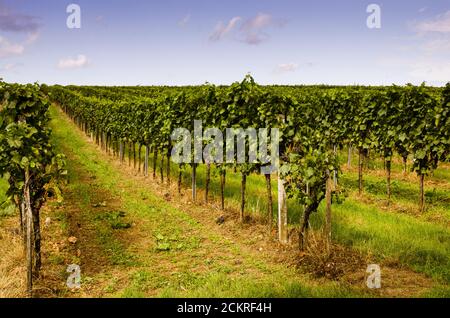 vue sur le vignoble en campagne Banque D'Images