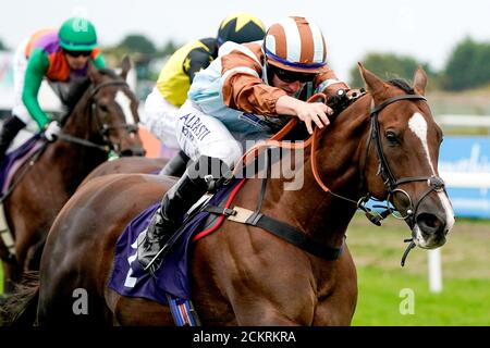 Le Prince Caspien est monté par le jockey Tom Marquand sur le chemin de gagner le Free Tips Daily sur attheraces.com handicap à l'hippodrome de Great Yarmouth. Banque D'Images