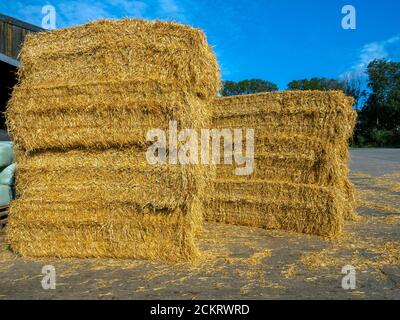 Balles de foin ou de paille angulaires pour l'alimentation des bovins d'hiver Une ferme récemment récoltée en septembre 2020 Banque D'Images