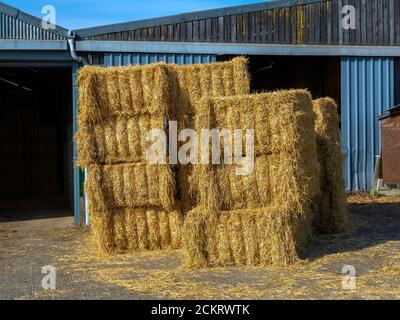 Balles de foin ou de paille angulaires pour l'alimentation des bovins d'hiver Une ferme récemment récoltée en septembre 2020 Banque D'Images