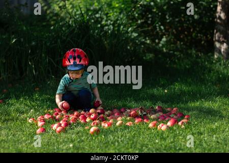 jeune garçon cueillant des pommes au-dessus du sol tout en portant un casque de vélo rouge Banque D'Images