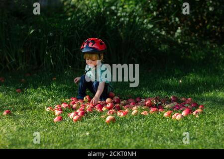 jeune garçon cueillant des pommes au-dessus du sol Banque D'Images