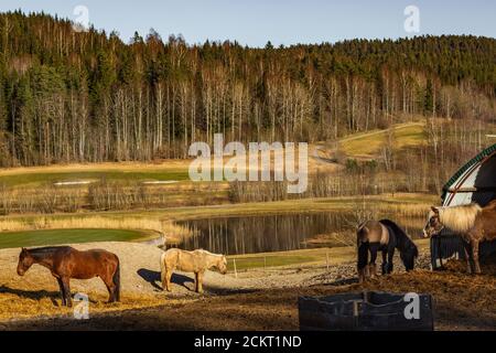 Chevaux paître à l'extérieur dans un magnifique environnement pittoresque Banque D'Images