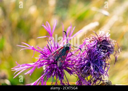 Six taches burnett se nourrissant d'une fleur en fleur de knapweed, insecte noir et rouge assis sur une plante un jour ensoleillé. Prairies britanniques faune, poliners dedans Banque D'Images