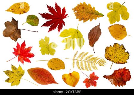 Ensemble de magnifiques feuilles d'automne isolées sur fond blanc Banque D'Images