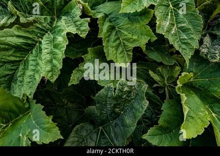 American Cow-Parsnip, Heracleum maximum, laisse sur Heliotrope Ridge sous Mount Baker, Mount Baker-Snoqualmie National Forest, État de Washington, États-Unis Banque D'Images