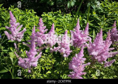 Astilbe Saxifragaceae UNE fleur sans paillettes été belle texture flou fond False Spiraea, salsify Banque D'Images